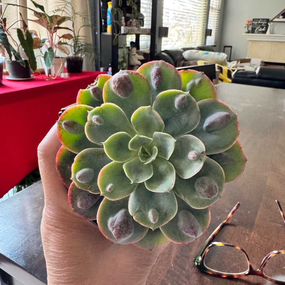 Ecchevarria Raindrops Succulent Plant